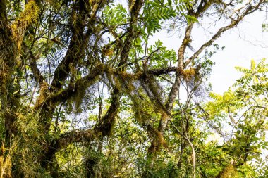 Atlantik Ormanı ve Brezilya yağmur ormanlarının doğal vahşi doğası