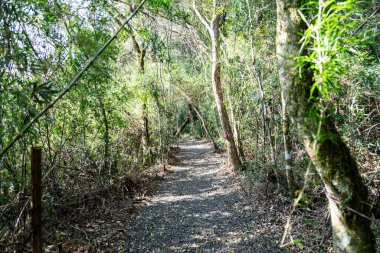 Atlantik Ormanı ve Brezilya yağmur ormanlarının doğal vahşi doğası