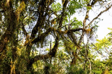 Atlantik Ormanı ve Brezilya yağmur ormanlarının doğal vahşi doğası