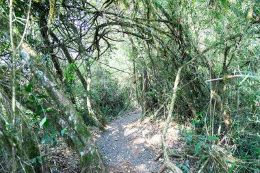 Atlantik Ormanı ve Brezilya yağmur ormanlarının doğal vahşi doğası