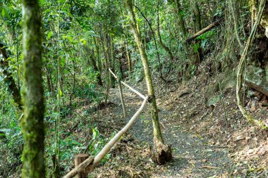 Atlantik Ormanı ve Brezilya yağmur ormanlarının doğal vahşi doğası