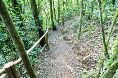 Atlantik Ormanı ve Brezilya yağmur ormanlarının doğal vahşi doğası