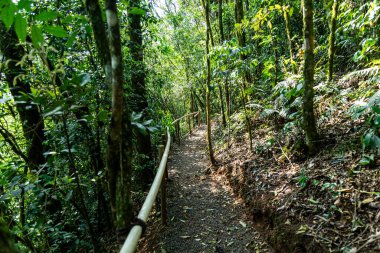 Atlantik Ormanı ve Brezilya yağmur ormanlarının doğal vahşi doğası