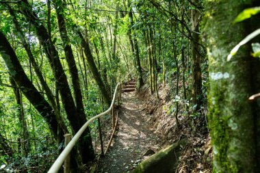 Atlantik Ormanı ve Brezilya yağmur ormanlarının doğal vahşi doğası