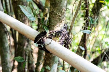 Atlantik Ormanı ve Brezilya yağmur ormanlarının doğal vahşi doğası
