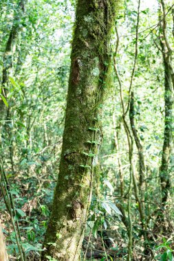 Atlantik Ormanı ve Brezilya yağmur ormanlarının doğal vahşi doğası