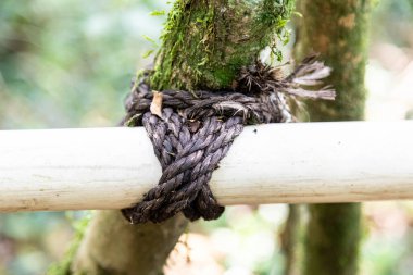 Atlantik Ormanı ve Brezilya yağmur ormanlarının doğal vahşi doğası