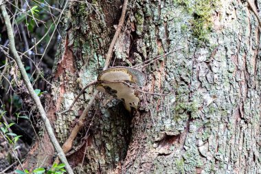 Atlantik Ormanı ve Brezilya yağmur ormanlarının doğal vahşi doğası