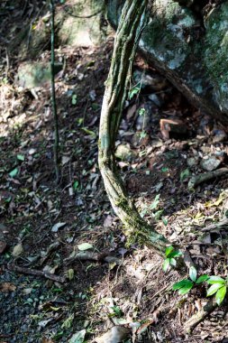 Atlantik Ormanı ve Brezilya yağmur ormanlarının doğal vahşi doğası