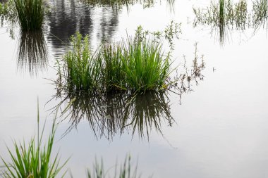 Atlantik Ormanı ve Brezilya yağmur ormanlarının doğal vahşi doğası