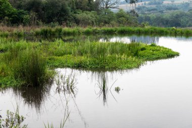 Atlantik Ormanı ve Brezilya yağmur ormanlarının doğal vahşi doğası
