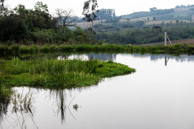 Atlantik Ormanı ve Brezilya yağmur ormanlarının doğal vahşi doğası