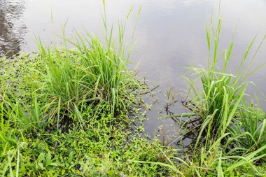 Atlantik Ormanı ve Brezilya yağmur ormanlarının doğal vahşi doğası