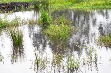 Atlantik Ormanı ve Brezilya yağmur ormanlarının doğal vahşi doğası
