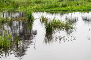 Atlantik Ormanı ve Brezilya yağmur ormanlarının doğal vahşi doğası