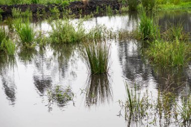 Atlantik Ormanı ve Brezilya yağmur ormanlarının doğal vahşi doğası