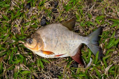 Tatlı su balığı tambaqui hala küçük, balıkçılık sporu