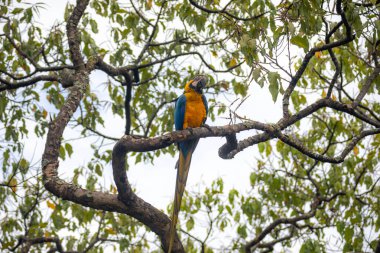 Vahşi tropikal Brezilya Mavisi ve Sarı Macaw. Mavi ve Sarı Macaw (Ara ararauna) 