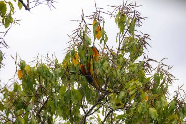 Vahşi tropikal Brezilya Mavisi ve Sarı Macaw. Mavi ve Sarı Macaw (Ara ararauna) 