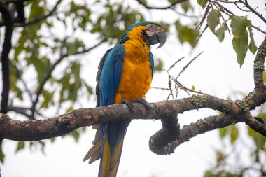 Vahşi tropikal Brezilya Mavisi ve Sarı Macaw. Mavi ve Sarı Macaw (Ara ararauna) 