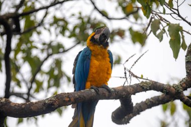 Vahşi tropikal Brezilya Mavisi ve Sarı Macaw. Mavi ve Sarı Macaw (Ara ararauna) 