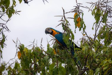 Vahşi tropikal Brezilya Mavisi ve Sarı Macaw. Mavi ve Sarı Macaw (Ara ararauna) 