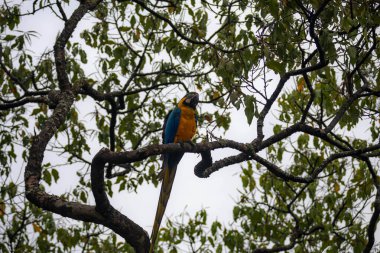 Vahşi tropikal Brezilya Mavisi ve Sarı Macaw. Mavi ve Sarı Macaw (Ara ararauna) 