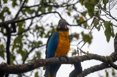 Vahşi tropikal Brezilya Mavisi ve Sarı Macaw. Mavi ve Sarı Macaw (Ara ararauna) 