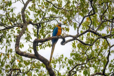 Wild tropical Brazilian Blue and Yellow Macaw. Blue and Yellow Macaw (Ara ararauna)  clipart