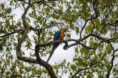 Vahşi tropikal Brezilya Mavisi ve Sarı Macaw. Mavi ve Sarı Macaw (Ara ararauna) 