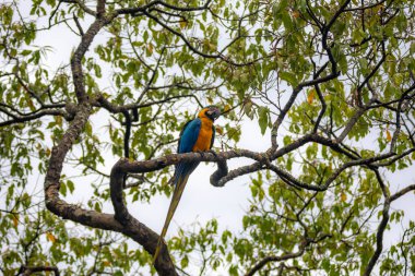 Vahşi tropikal Brezilya Mavisi ve Sarı Macaw. Mavi ve Sarı Macaw (Ara ararauna) 