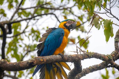 Vahşi tropikal Brezilya Mavisi ve Sarı Macaw. Mavi ve Sarı Macaw (Ara ararauna) 
