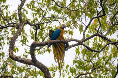 Wild tropical Brazilian Blue and Yellow Macaw. Blue and Yellow Macaw (Ara ararauna)  clipart