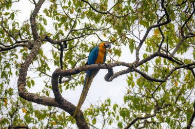 Vahşi tropikal Brezilya Mavisi ve Sarı Macaw. Mavi ve Sarı Macaw (Ara ararauna) 