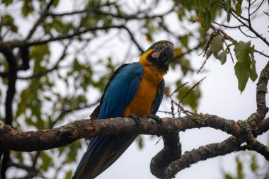 Vahşi tropikal Brezilya Mavisi ve Sarı Macaw. Mavi ve Sarı Macaw (Ara ararauna) 