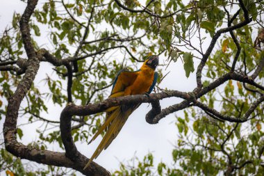 Vahşi tropikal Brezilya Mavisi ve Sarı Macaw. Mavi ve Sarı Macaw (Ara ararauna)