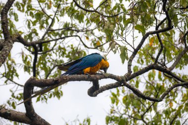 Vahşi tropikal Brezilya Mavisi ve Sarı Macaw. Mavi ve Sarı Macaw (Ara ararauna)