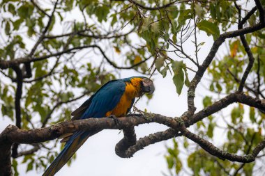 Vahşi tropikal Brezilya Mavisi ve Sarı Macaw. Mavi ve Sarı Macaw (Ara ararauna)