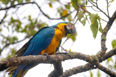 Vahşi tropikal Brezilya Mavisi ve Sarı Macaw. Mavi ve Sarı Macaw (Ara ararauna)