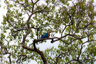 Vahşi tropikal Brezilya Mavisi ve Sarı Macaw. Mavi ve Sarı Macaw (Ara ararauna)