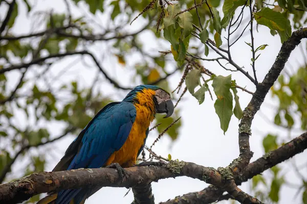 Vahşi tropikal Brezilya Mavisi ve Sarı Macaw. Mavi ve Sarı Macaw (Ara ararauna)