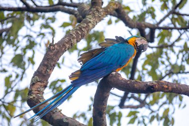  Vahşi tropikal Brezilya Mavisi ve Sarı Macaw. Mavi ve Sarı Macaw (Ara ararauna)