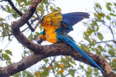  Wild tropical Brazilian Blue and Yellow Macaw. Blue and Yellow Macaw (Ara ararauna) clipart