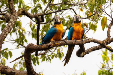 Vahşi tropikal Brezilya Mavisi ve Sarı Macaw. Mavi ve Sarı Macaw (Ara ararauna)