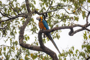 Vahşi tropikal Brezilya Mavisi ve Sarı Macaw. Mavi ve Sarı Macaw (Ara ararauna)