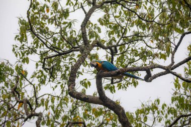 Vahşi tropikal Brezilya Mavisi ve Sarı Macaw. Mavi ve Sarı Macaw (Ara ararauna)