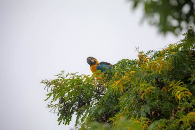 Vahşi tropikal Brezilya Mavisi ve Sarı Macaw. Mavi ve Sarı Macaw (Ara ararauna)