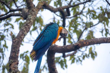 Vahşi tropikal Brezilya Mavisi ve Sarı Macaw. Mavi ve Sarı Macaw (Ara ararauna)