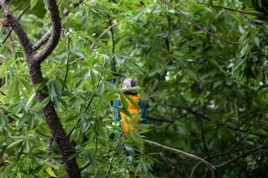 Vahşi tropikal Brezilya Mavisi ve Sarı Macaw. Mavi ve Sarı Macaw (Ara ararauna)