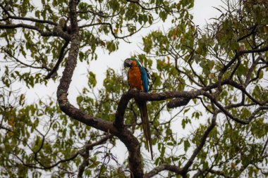 Vahşi tropikal Brezilya Mavisi ve Sarı Macaw. Mavi ve Sarı Macaw (Ara ararauna)